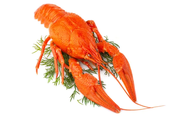 Boiled crayfish with dill isolated on white — Stock Photo, Image