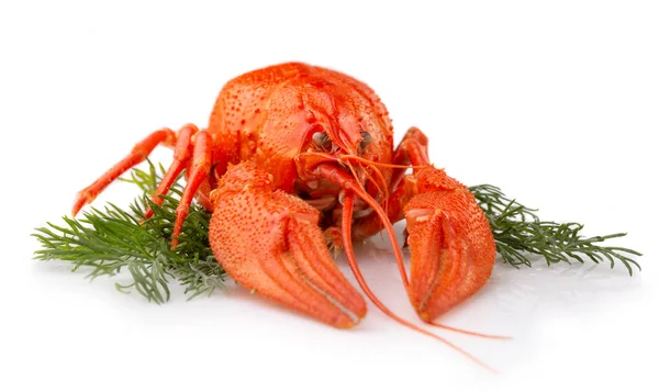 Boiled crayfish with dill isolated on white — Stock Photo, Image