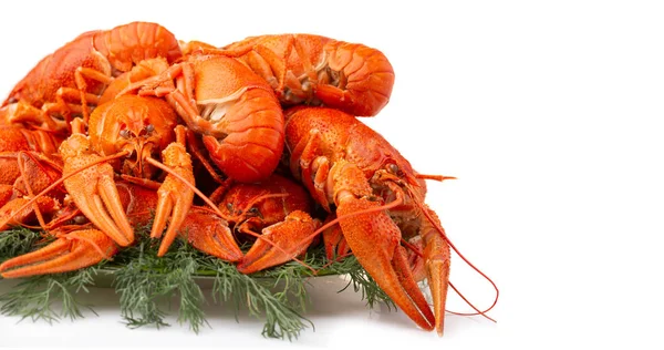 Boiled crayfish with dill isolated on white — Stock Photo, Image