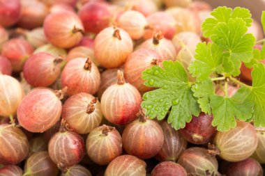 bir yaprak kırmızı bektaşi üzümü