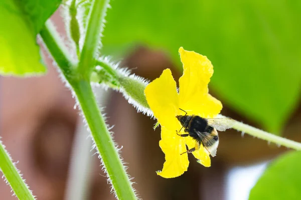 Бджола Запилює Квітку Огірка Стокове Фото