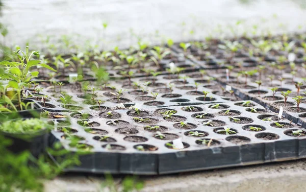 Låda Med Plantor Växthuset Nära — Stockfoto