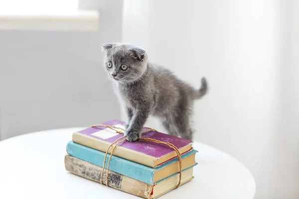 Schöne Graue Schottische Kätzchen Sitzt Auf Dem Stapel Bücher Wohnzimmer — Stockfoto