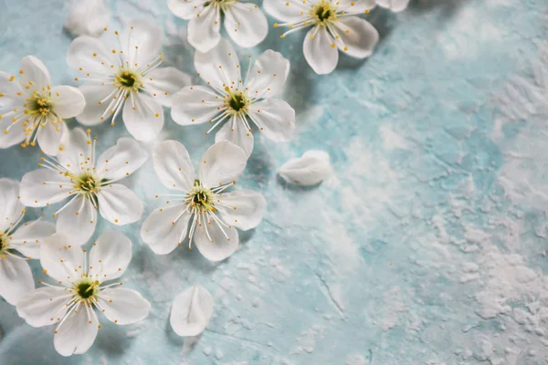 Fond Blanc Bleu Avec Des Fleurs Pommier — Photo