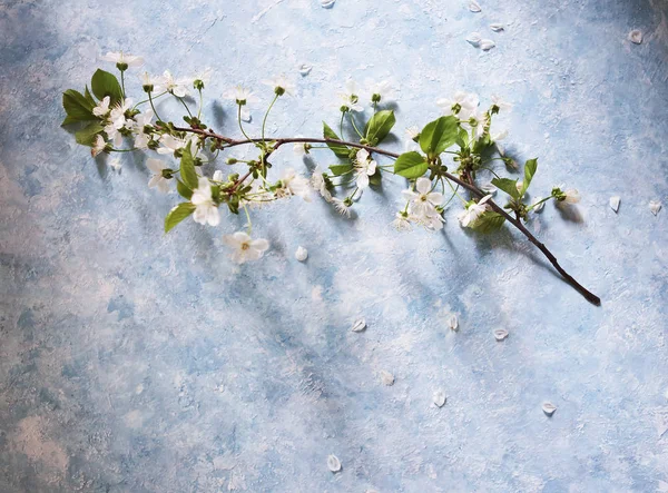 Arka Plan Kopya Alanı Ile Güzel Bahar Çiçekleri Tasarla — Stok fotoğraf