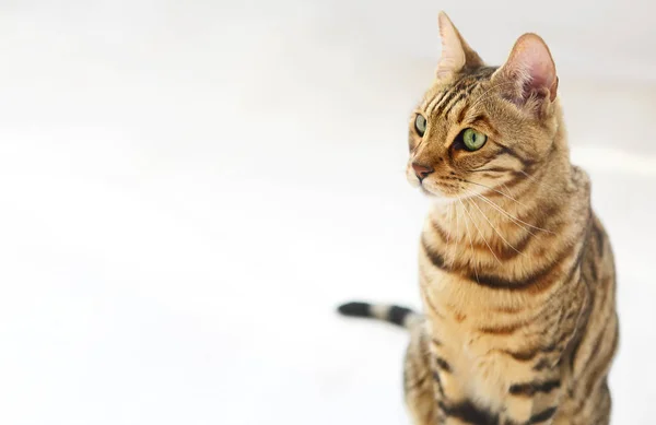 Bengal Cat Auf Weißem Hintergrund Sitzt Seitlich Schaut Zur Seite — Stockfoto