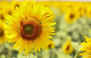 Çiçek üzerinde parlak güneş ışığı ile ayçiçeği alanının inanılmaz Güzellik 