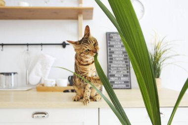 Beyaz mutfak masasında palm planı ile güzel bengal kedisi
