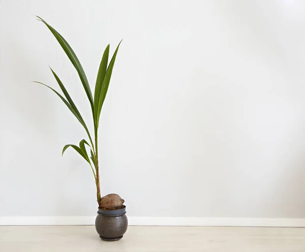 Tropical Plant Green Leaves Coconut Livingroom — Stock Photo, Image