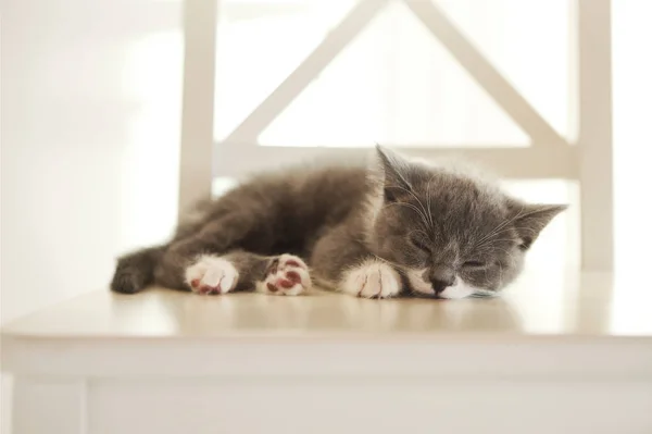 Cute Little British Shorthair Kitten Sleeping Chair Indoors — Stock Photo, Image