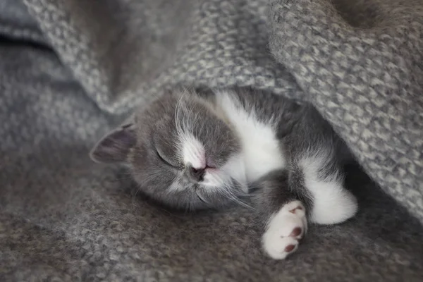Kucing Inggris Kecil Yang Lucu Tidur Tempat Tidur — Stok Foto