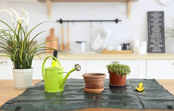 Vista Cerca Varias Plantas Verdes Hermosas Macetas Sobre Fondo Cocina — Foto de Stock