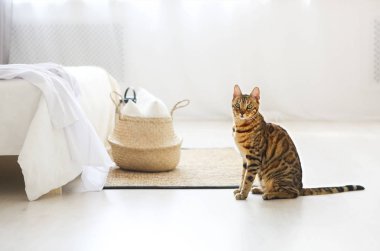 Bengal kedi hafif tonlarda yatak odasında yeşil gözlü