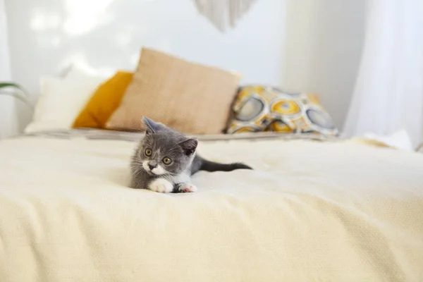 Schattige Kleine Brits Korthaar Kitten Het Bed — Stockfoto