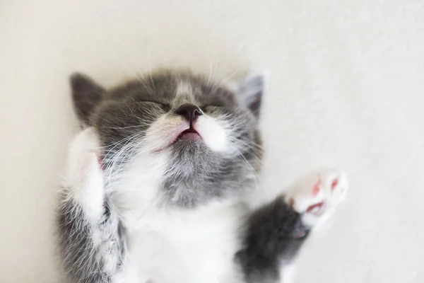 Roztomilé Koťátko Britská Krátkosrstá Spí Posteli — Stock fotografie