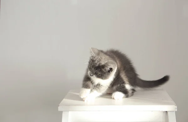 Lindo Poco Británico Taquigrafía Gatito Silla Trenzado Con Sol — Foto de Stock