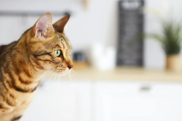 Bengal cat on white background sits sideways, looks aside. Kitchen on background