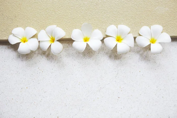 Fleur Frangipani Blanc Sur Fond Clair — Photo