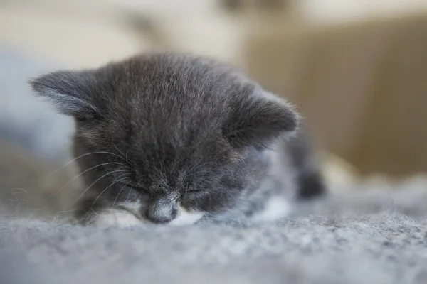 Schattige Kleine Brits Korthaar Kitten Slapen Fauteuil — Stockfoto