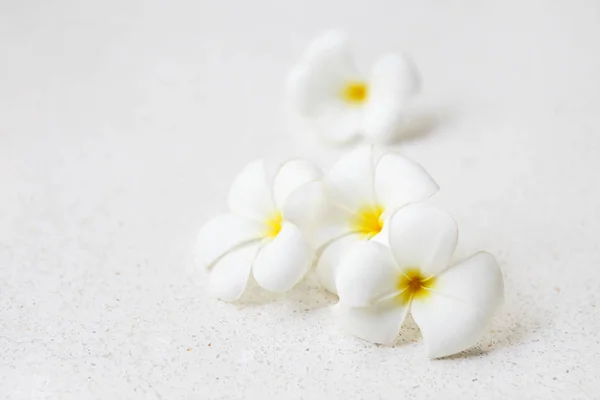 Flor Frangipani Branco Sobre Fundo Claro — Fotografia de Stock