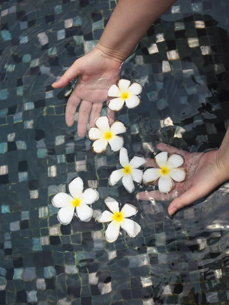 Frangipani Blumen Den Händen Der Frau Schwimmbad — Stockfoto