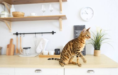 Bengal kedi beyaz arka plan üzerinde yana görünüyor bir kenara oturur. Kedi mutfak 