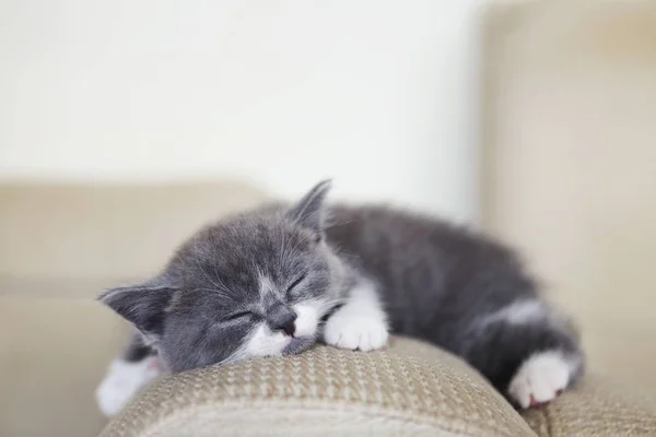 Schattige Kleine Brits Korthaar Kitten Slapen Armcair — Stockfoto