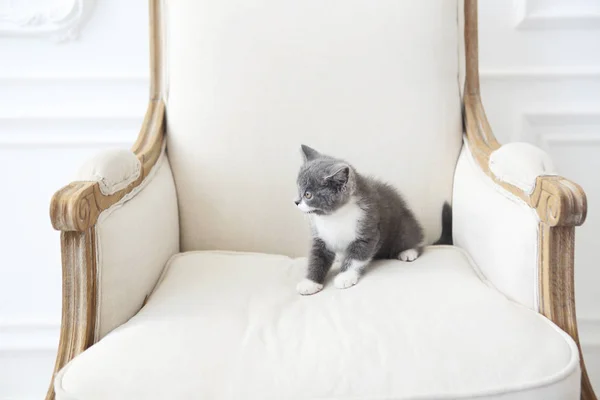 Cute Little British Shorthair Kitten Sitting Armchair Indoors — Stock Photo, Image