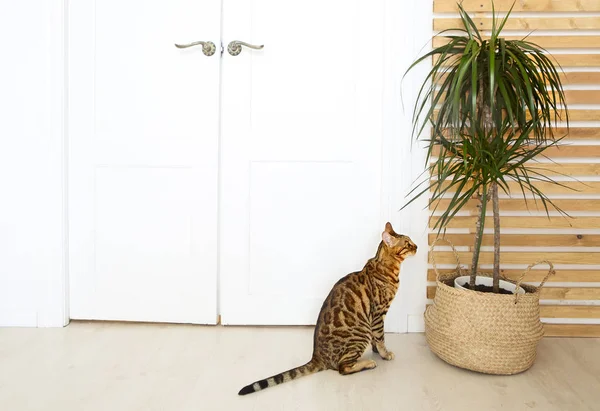 Bellissimo Gatto Bengala Sulla Cucina Bianca Con Pianta Pronta Mangiare — Foto Stock