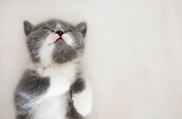 Schattige Kleine Brits Korthaar Kitten Slapen Het Bed — Stockfoto
