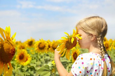 Ayçiçeği alanında güneşli yaz gününde oynayan çocuk. küçük kız ayçiçeği ile çalış.