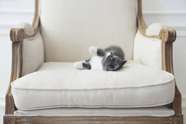 Cute Little British Shorthair Kitten Armchair Indoors — Stock Photo, Image