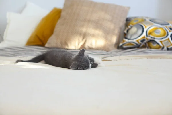 Niedliche Kleine Britische Kurzhaarkatze Schläft Auf Dem Bett — Stockfoto