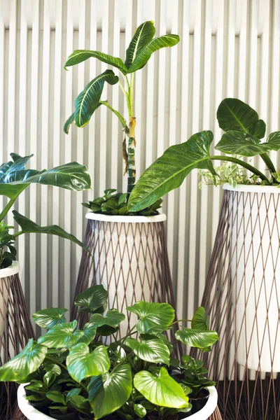 Viele Zimmerpflanzen in Töpfen vor weißem Hintergrund — Stockfoto