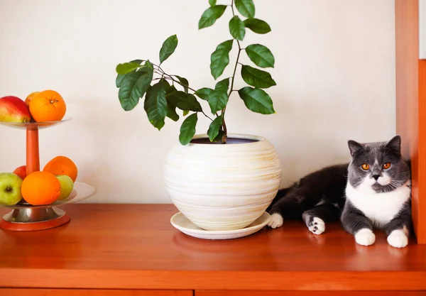 Cute Calm Fluffy Cat Resting Wooden Shelf Green Plant White — Stock Photo, Image