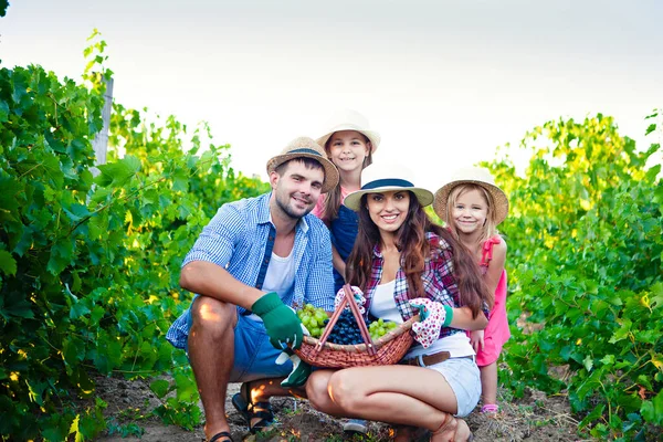 陽気カジュアルな服や帽子の若い家族と悪いバスケット緑と黒のブドウの完全なカメラを見ながら 夏の日をブドウ農場で過ごす — ストック写真