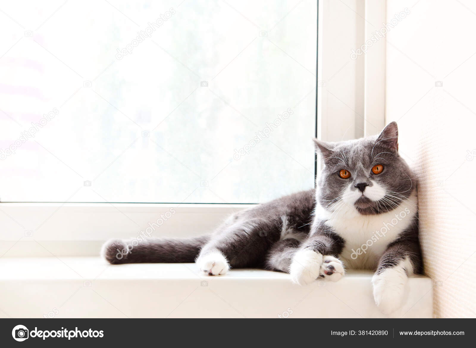 Chat Gris Blanc Avec Les Yeux Orange Refroidissant Sur Bord Photographie Dasha11 C