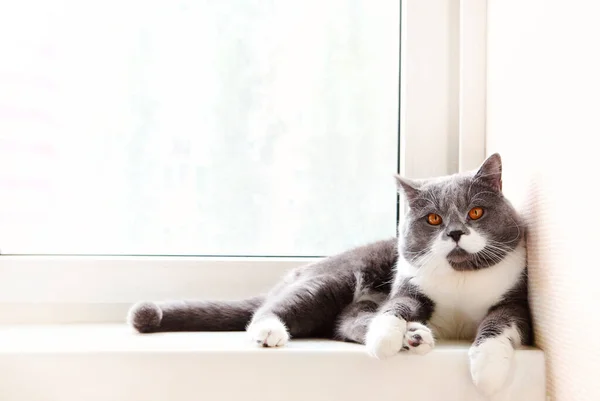 Graue Und Weiße Katze Mit Orangefarbenen Augen Weißen Fensterrand Heller — Stockfoto