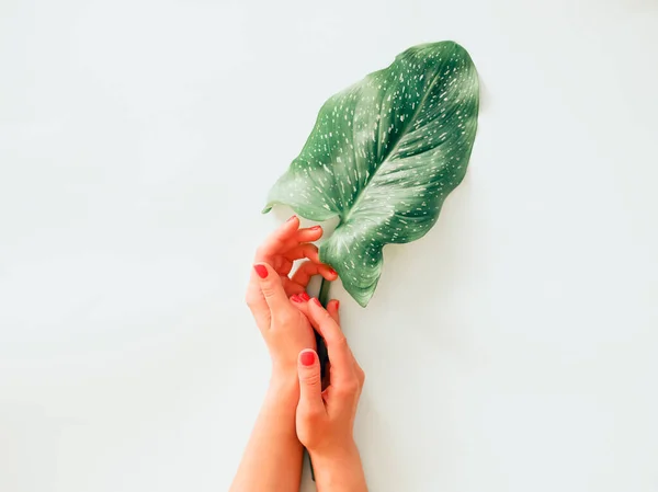 Bovenaanzicht Van Anonieme Vrouw Met Groene Plantenblad Demonstreren Helder Geschilderde — Stockfoto