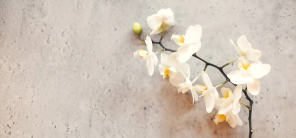 Branche Mince Orchidée Avec Des Fleurs Blanches Délicates Placées Contre — Photo