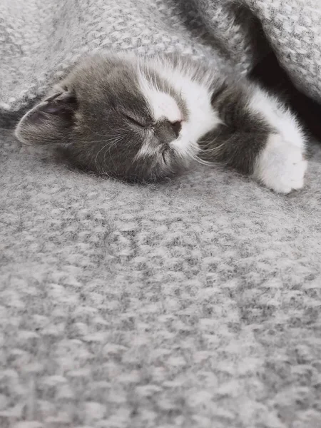 Schattig Pluizig Kitten Liggend Onder Zachte Deken Bed Overdag Slapend — Stockfoto