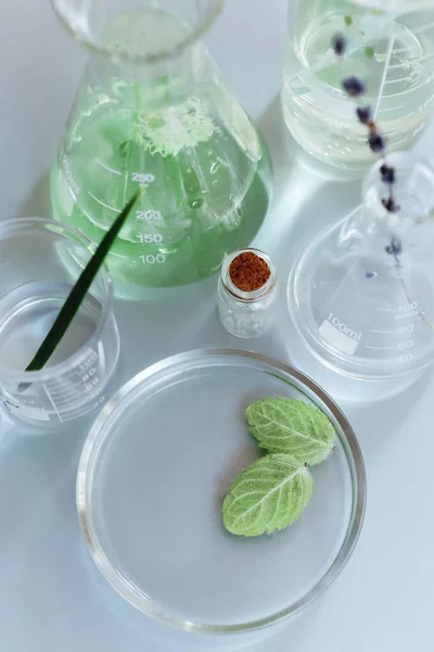 Modern Laboratuardaki Yeşil Bitkilerle Düzenlenmiş Çeşitli Cam Şişeler Mataralar — Stok fotoğraf