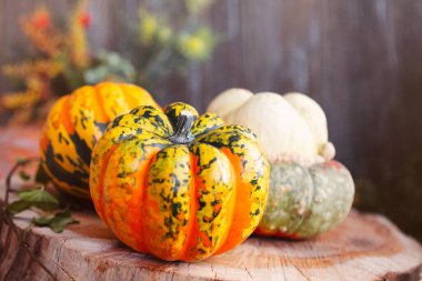 Balkabakları ve sonbahar yaprakları, seçici odaklanma. Balkabaklarıyla sonbahar arkaplanı. Cadılar Bayramı için ideal. 