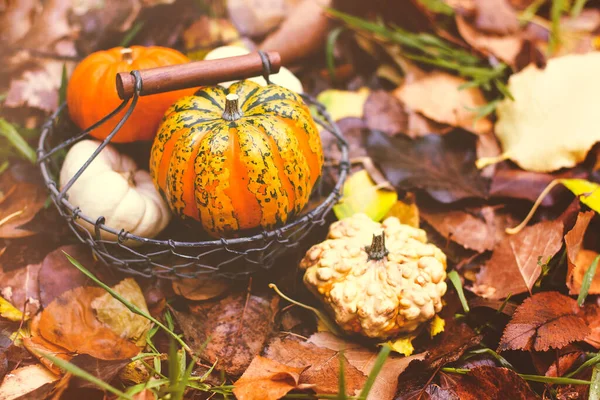 カボチャと秋の葉 選択的な焦点 カボチャと秋の背景 ハロウィンに最適 — ストック写真