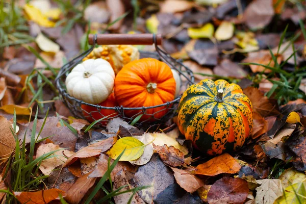 Kürbisse Und Herbstblätter Selektiver Fokus Herbstlicher Hintergrund Mit Kürbissen Ideal — Stockfoto