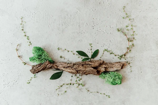 Bovenaanzicht Van Stuk Schors Versierd Met Groene Bladeren Planten Geplaatst — Stockfoto