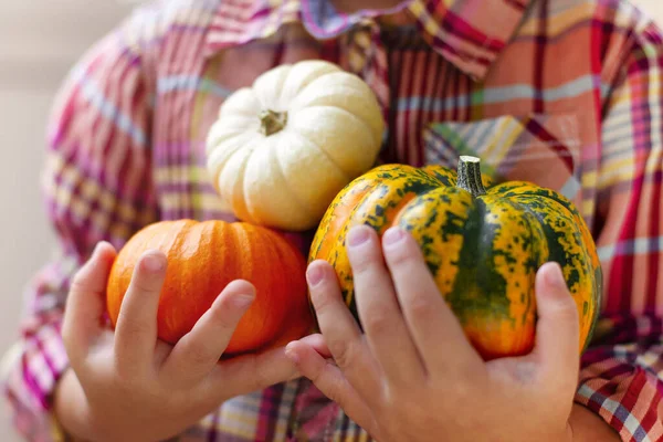 Cosecha Femenina Camisa Cuadros Casual Con Mini Calabazas Naranjas Las — Foto de Stock