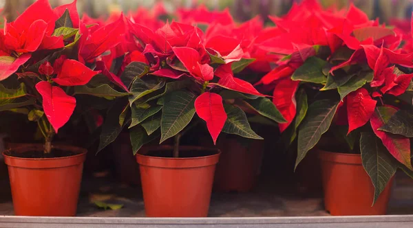 Planten Met Biologische Kamerplanten Met Rode Groene Bladeren Geplaatst Stal — Stockfoto