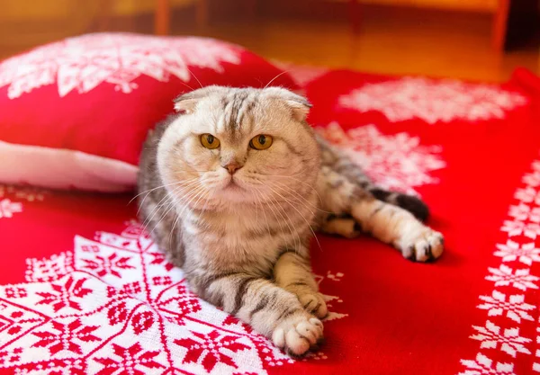 Nette Ruhige Katze Liegt Auf Dem Bett Mit Roter Decke — Stockfoto