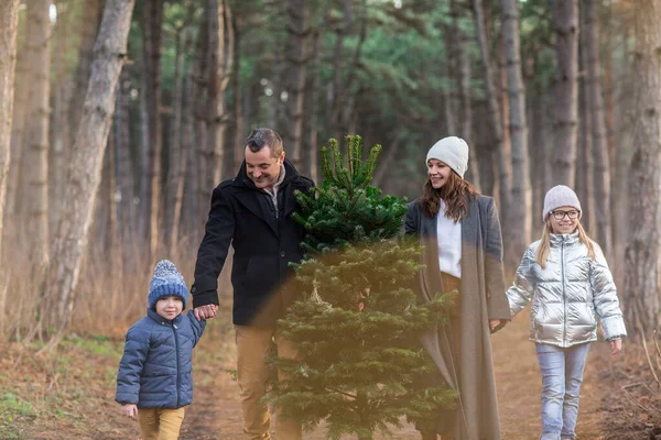 Boldog Család Meleg Ruhákban Együtt Cipelve Karácsonyfát Erdőben Sétálva — Stock Fotó